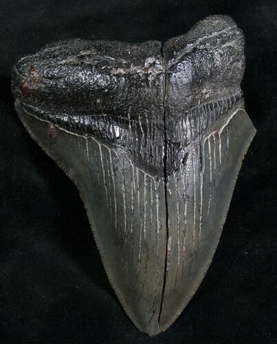 Repaired Megalodon Tooth #7833